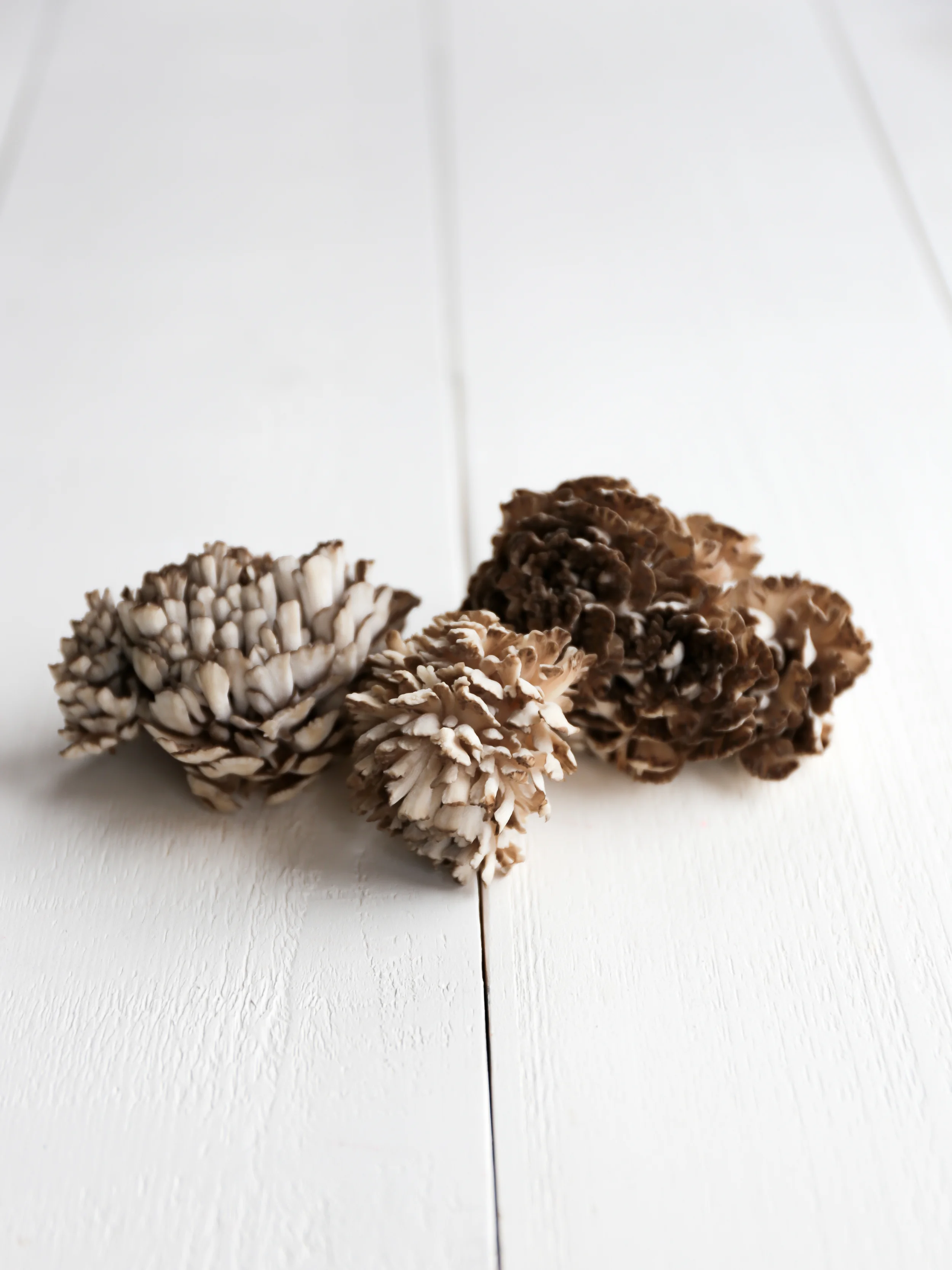 wildmushroompasta06_creditCarlyDiaz.jpg
