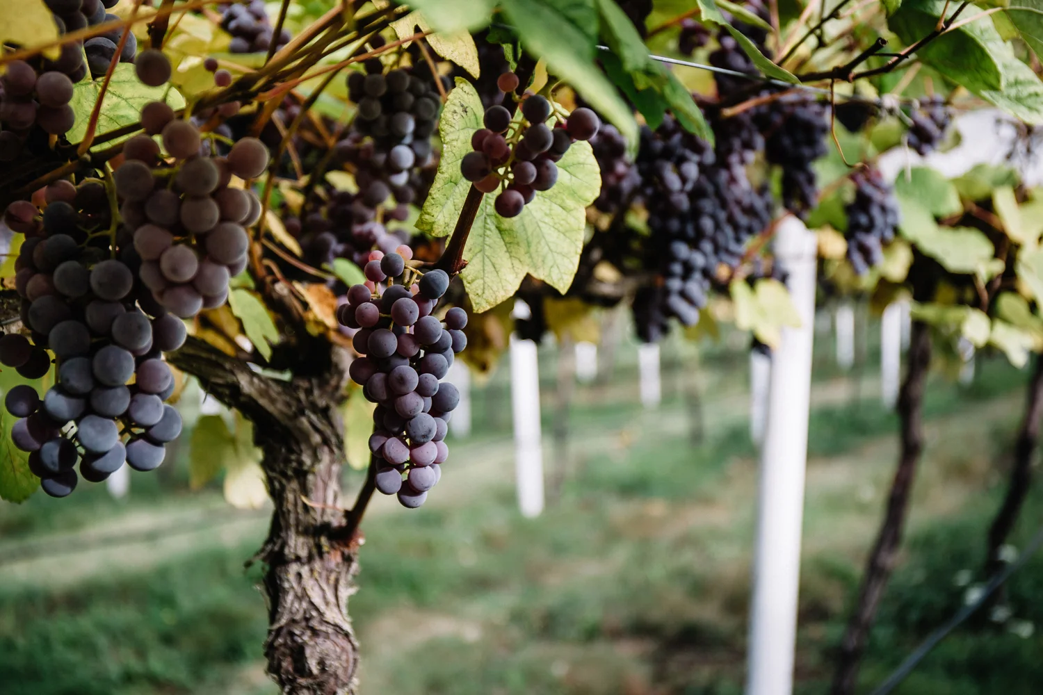 1859_July_August_2018_FarmtoTable_TableGrapes_Carly_Diaz_Willamette_0055.jpg