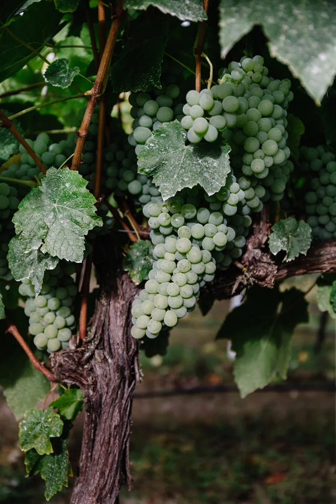 1859_July_August_2018_FarmtoTable_TableGrapes_Carly_Diaz_Willamette_0006.jpg