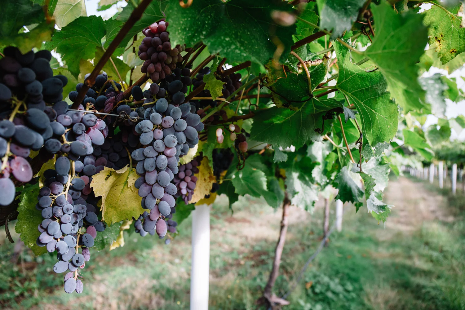 1859_July_August_2018_FarmtoTable_TableGrapes_Carly_Diaz_Willamette_0035.jpg