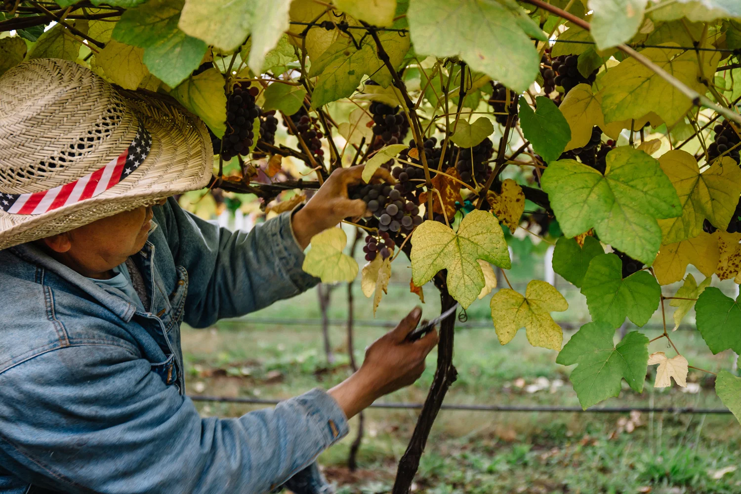 1859_July_August_2018_FarmtoTable_TableGrapes_Carly_Diaz_Willamette_0012.jpg