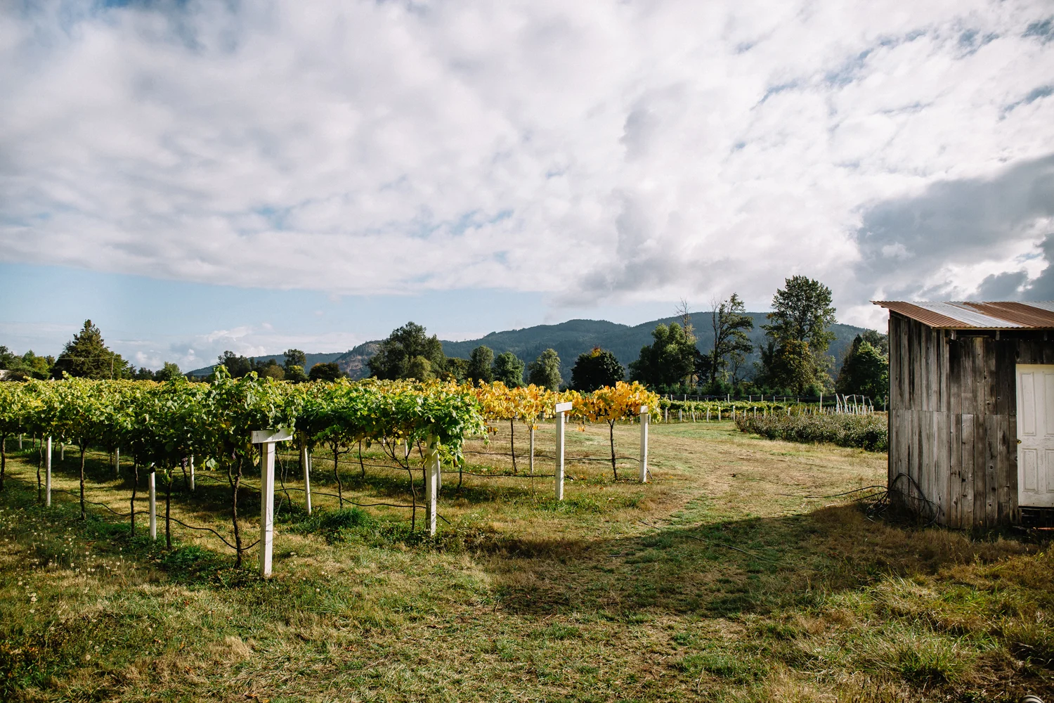 1859_July_August_2018_FarmtoTable_TableGrapes_Carly_Diaz_Willamette_0058.jpg