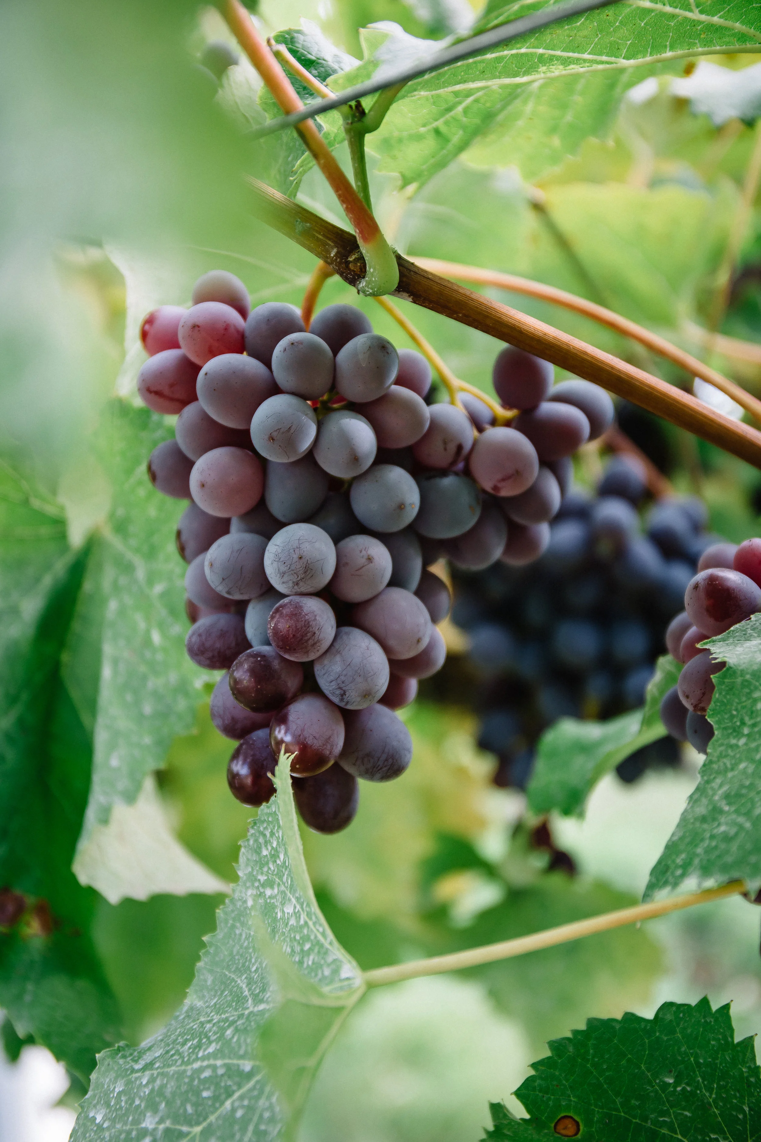 1859_July_August_2018_FarmtoTable_TableGrapes_Carly_Diaz_Willamette_0042.jpg