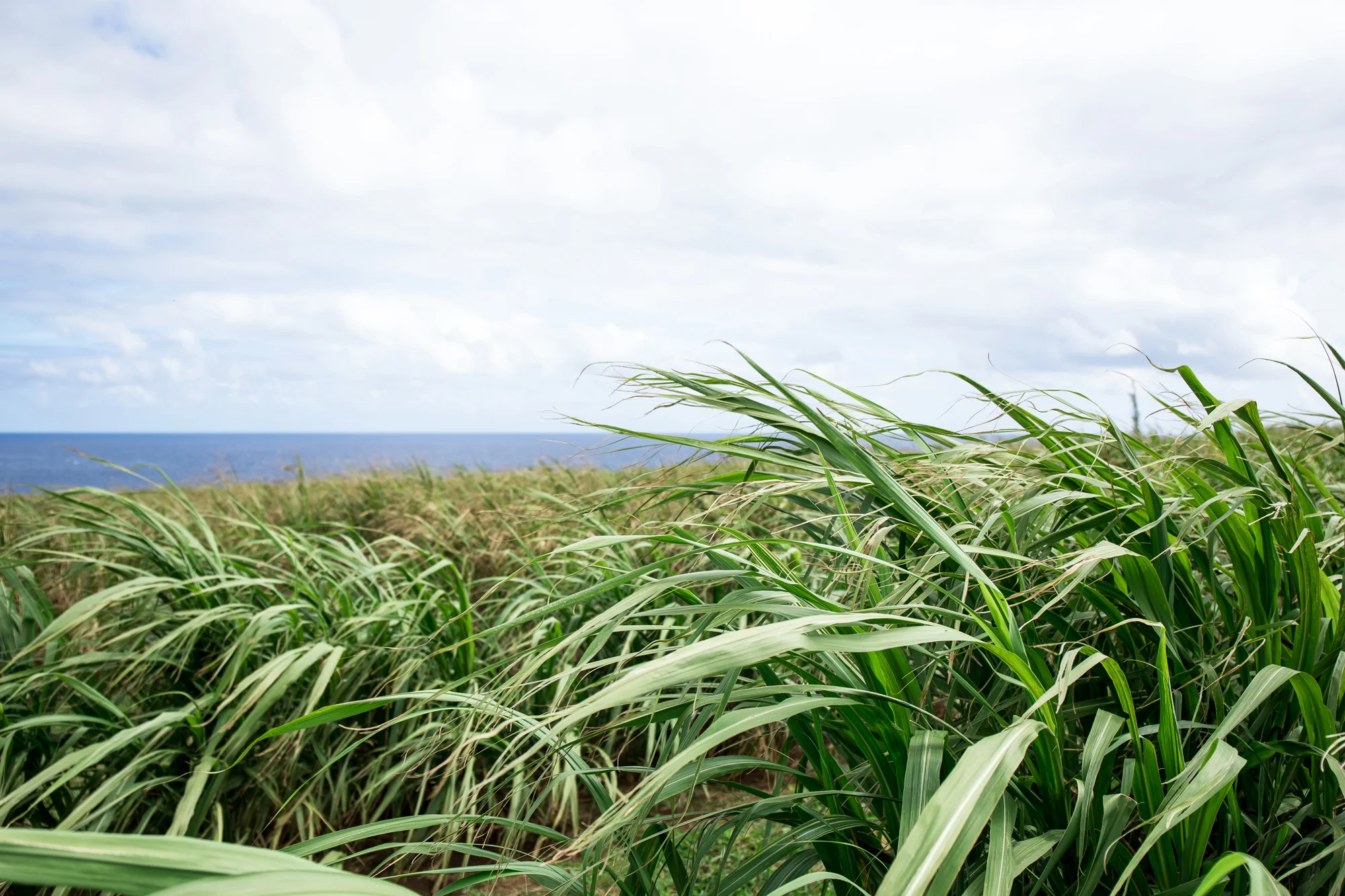 SecretSupper_Hawaii_March2019_0007_creditCarlyDiaz.jpg