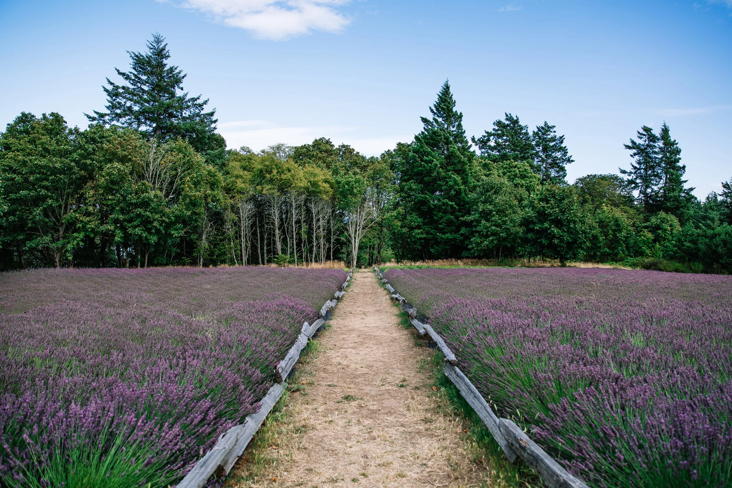 SecretSupper_VictoriaBC_July2019_0044LR_photocredit_CarlyDiaz.jpg