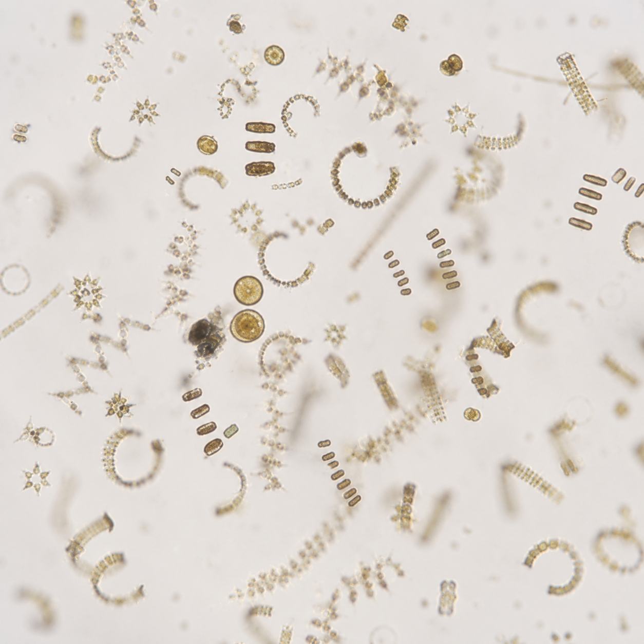 shutterstock_125580251.jpg