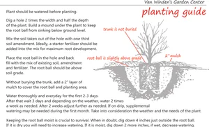 Tree & Shrub Planting Guide — Van Winden's