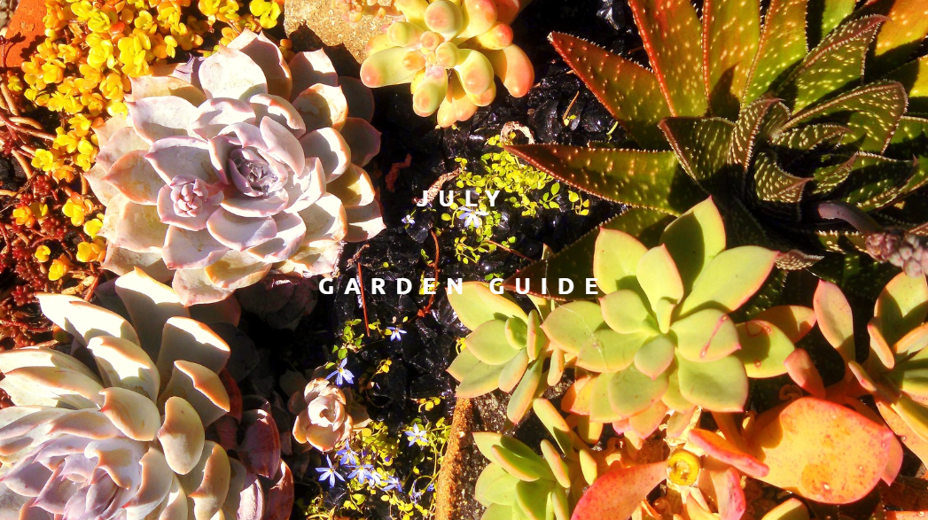 july garden guide web.PNG