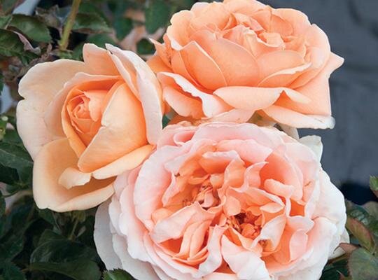 Rosa Tropicana (Hybrid Tea Rose)