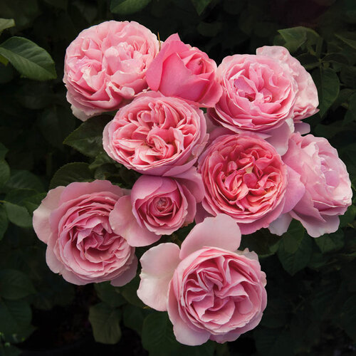 Bush Roses — Van Winden's
