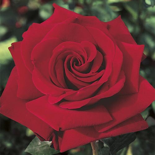 Ingrid Bergman Tree Rose