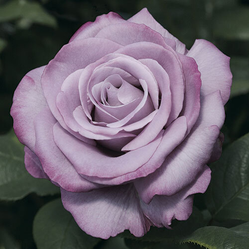 Neptune™ Tree Rose