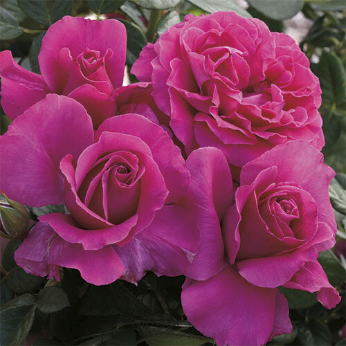 Pretty Lady Rose™ Tree Rose