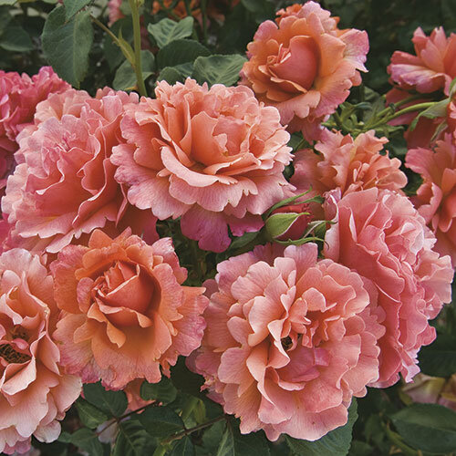 Easy Does It™ Floribunda