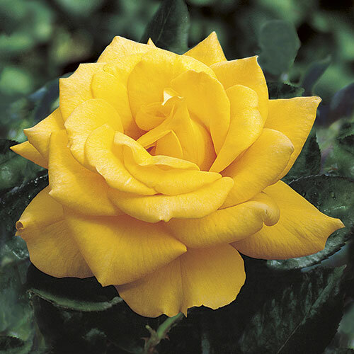 Henry Fonda Hybrid Tea