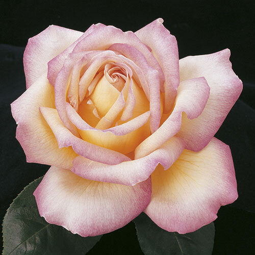 Peace Hybrid Tea