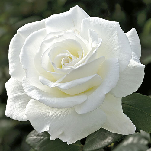 Sugar Moon™ Hybrid Tea