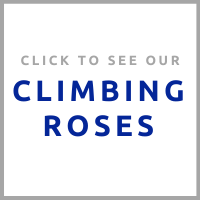 climbing roses (1).png