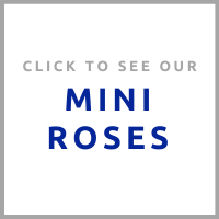 mini roses (1).png