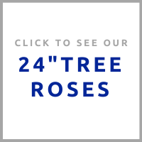 24_ tree roses.png