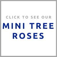 mini tree roses (2).png