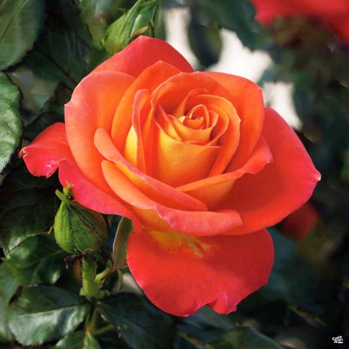 Bush Roses — Van Winden's