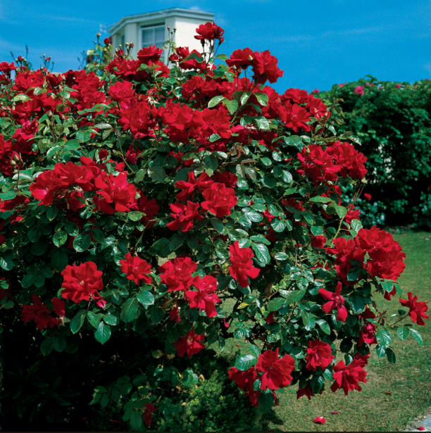 Climbing Roses Van Winden S