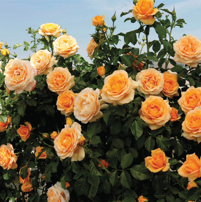 Climbing Roses Van Winden S