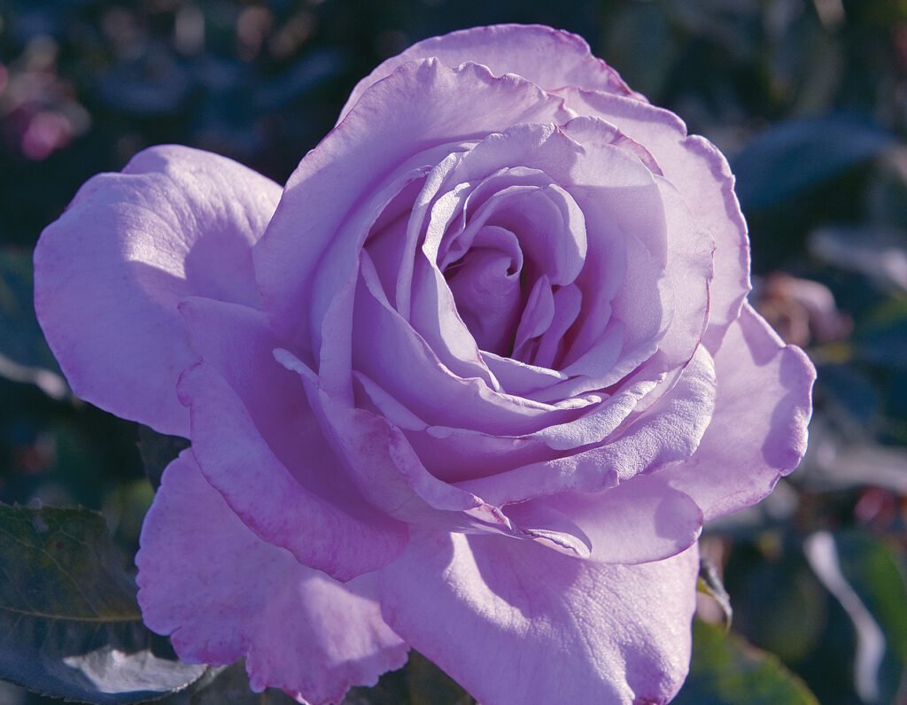 Blue Girl Hybrid Tea