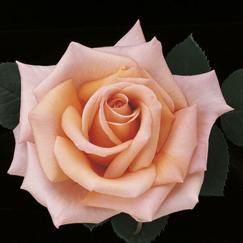 Sunset Celebration™ Hybrid Tea