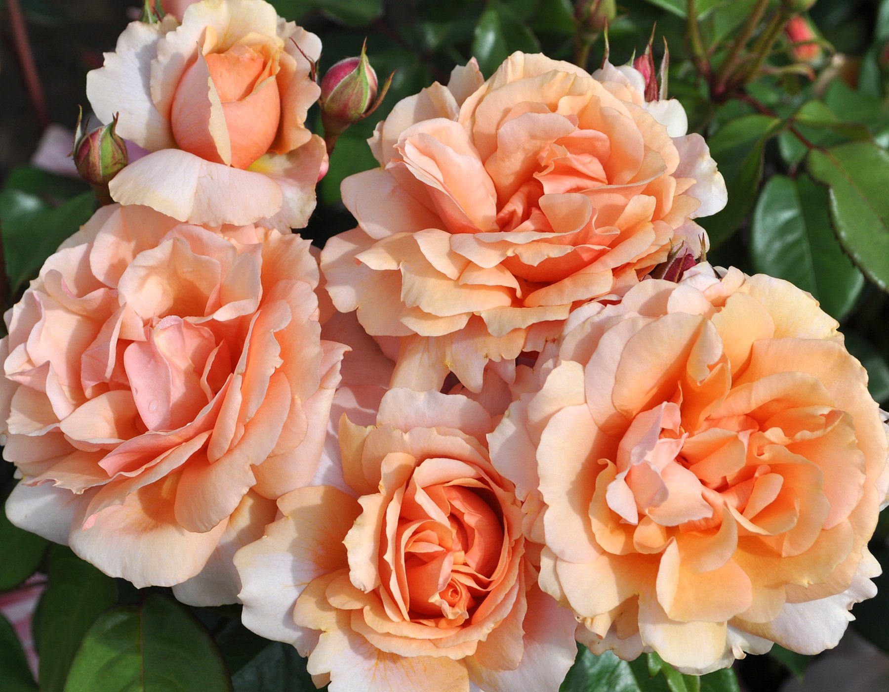 Sunbelt® Soul Sister™ Hybrid Tea