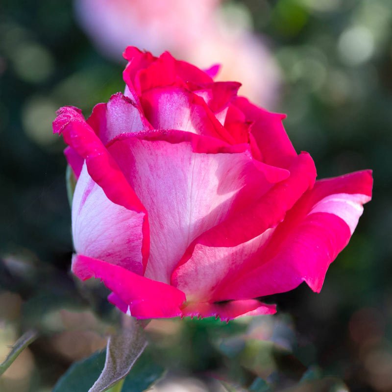 Picture Perfect Hybrid Tea