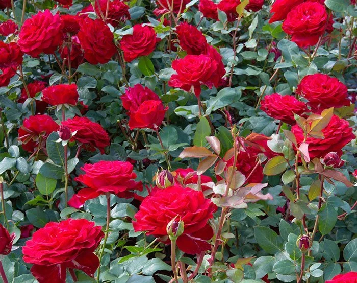 Bush Roses — Van Winden's