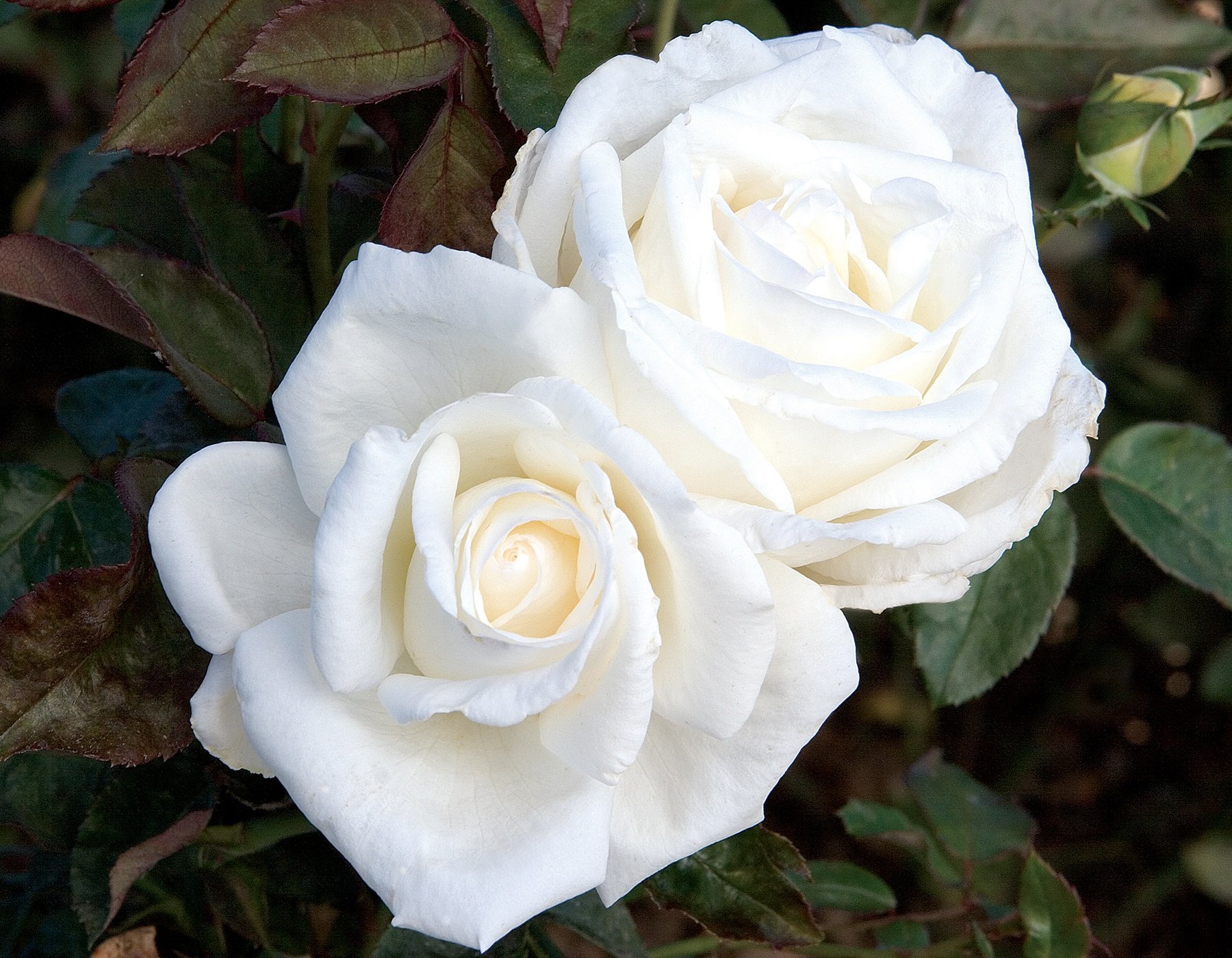 Queen Mary 2™ Tree Rose