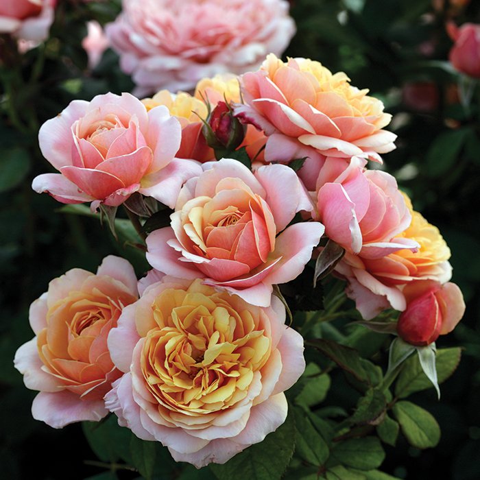 State of Grace™ Tree Rose