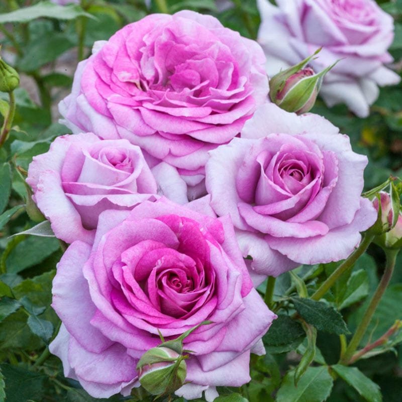 rose violet's pride.jpg
