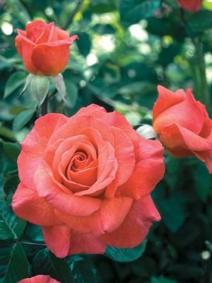 Sedona Tree Rose