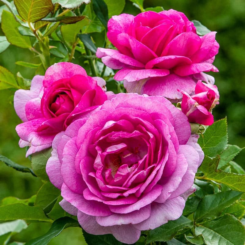 Perfume Factory™ Tree Rose 