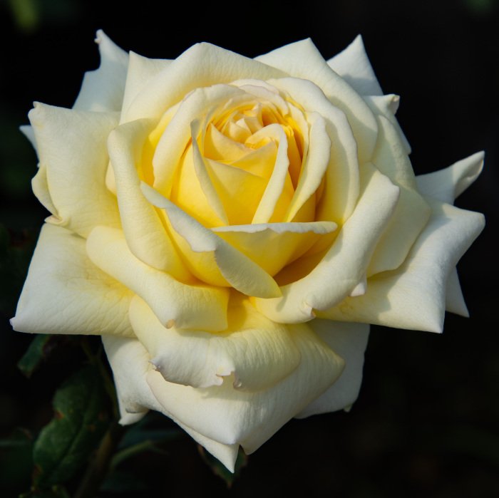 Chantilly Cream™ Tree Rose