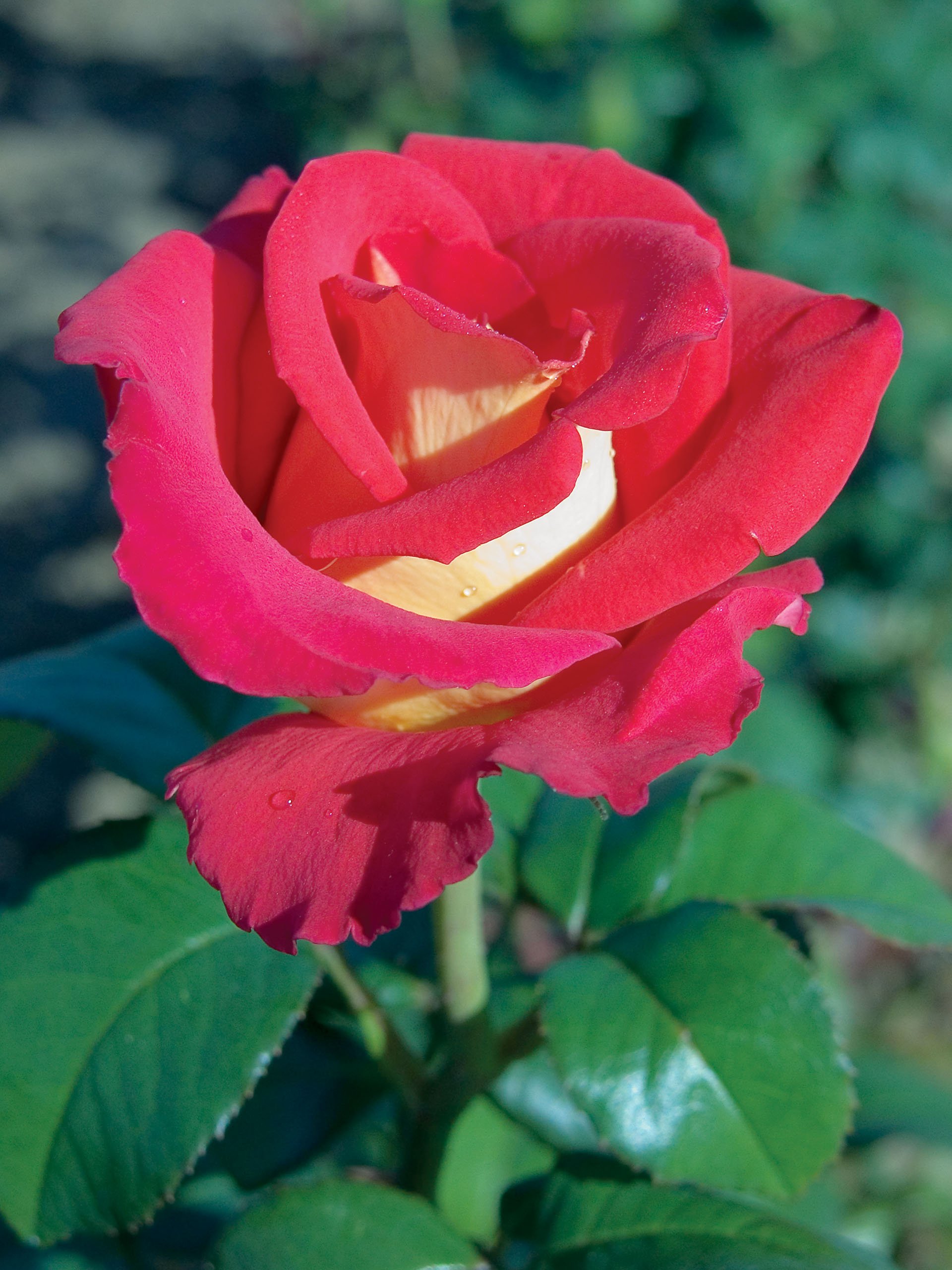 Canadian Sunset Hybrid Tea