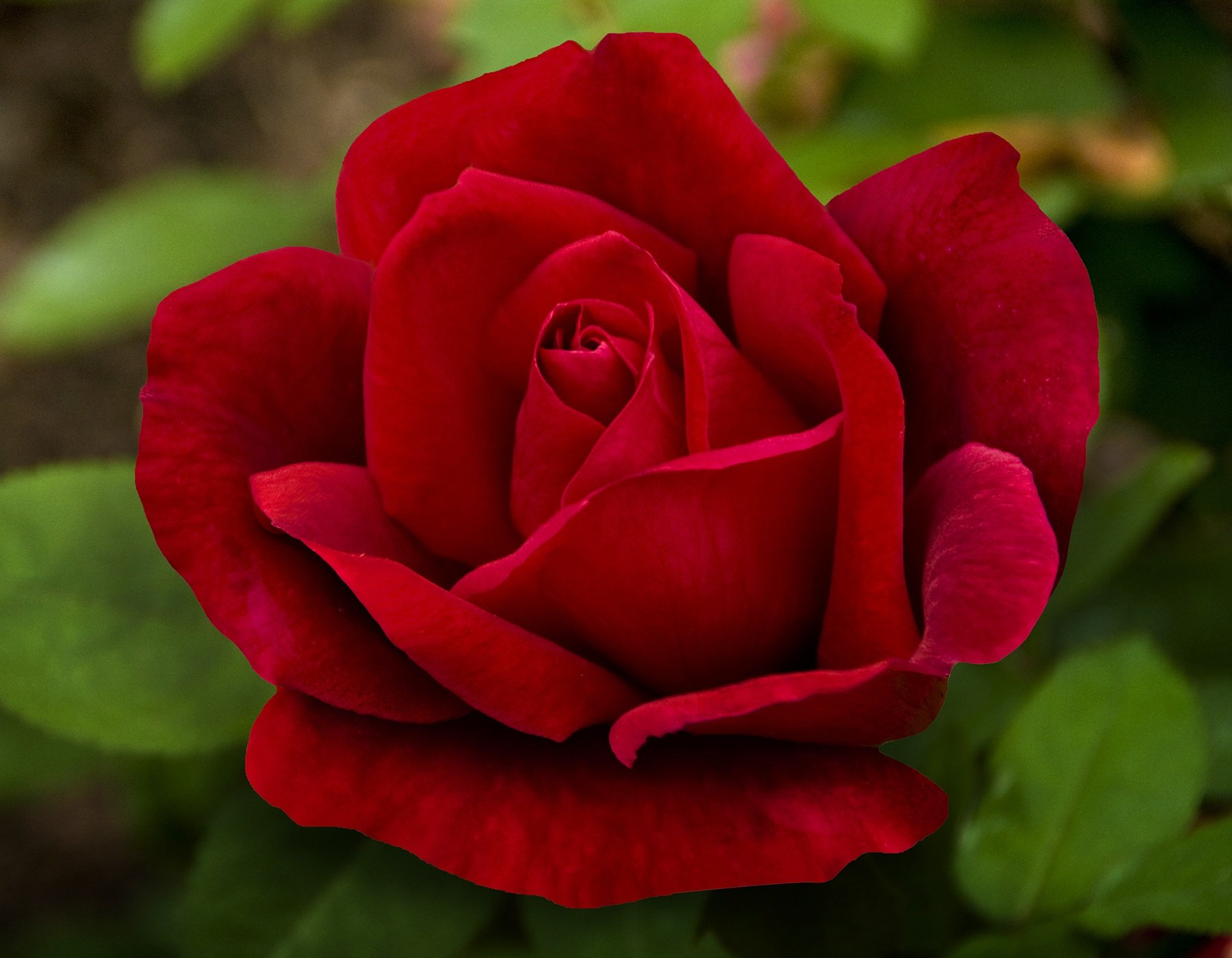 Chrysler Imperial Hybrid Tea