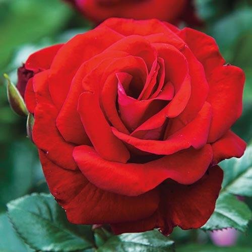 Drop Dead Red™ Floribunda