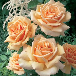 Valencia® Hybrid Tea