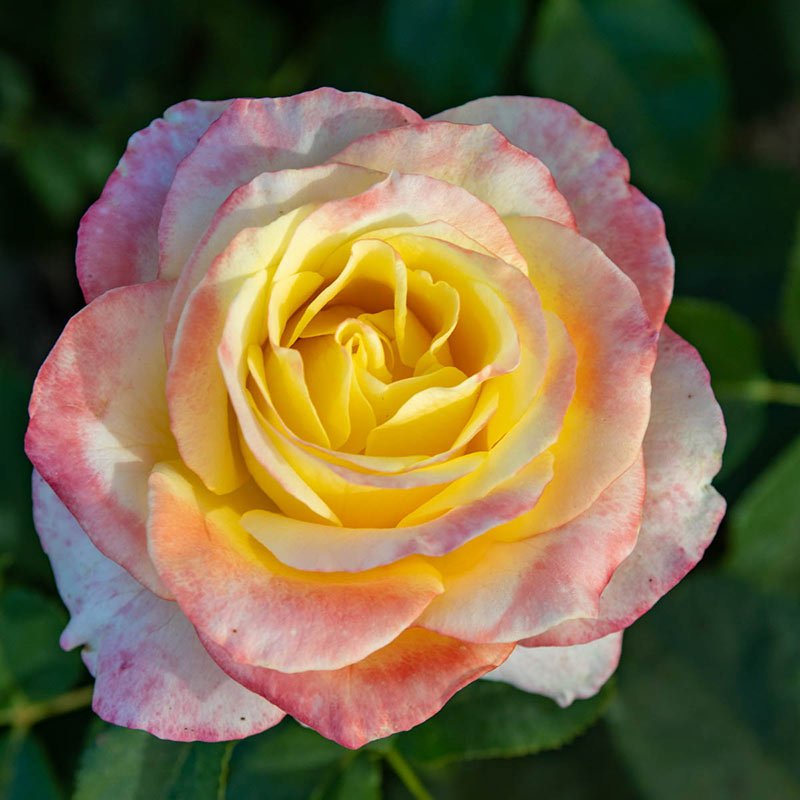 Make Me Blush™ Hybrid Tea