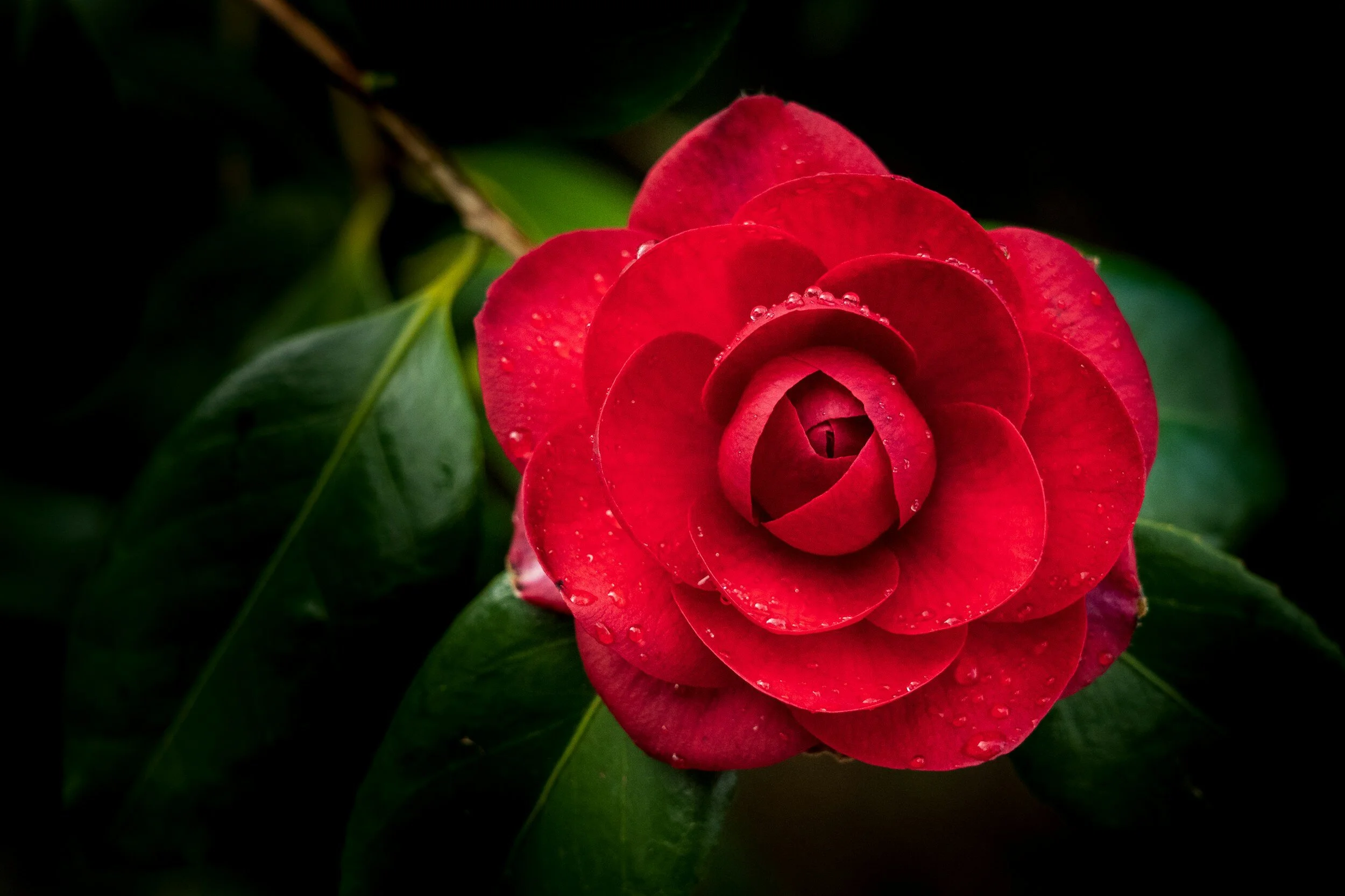 Camellia Show