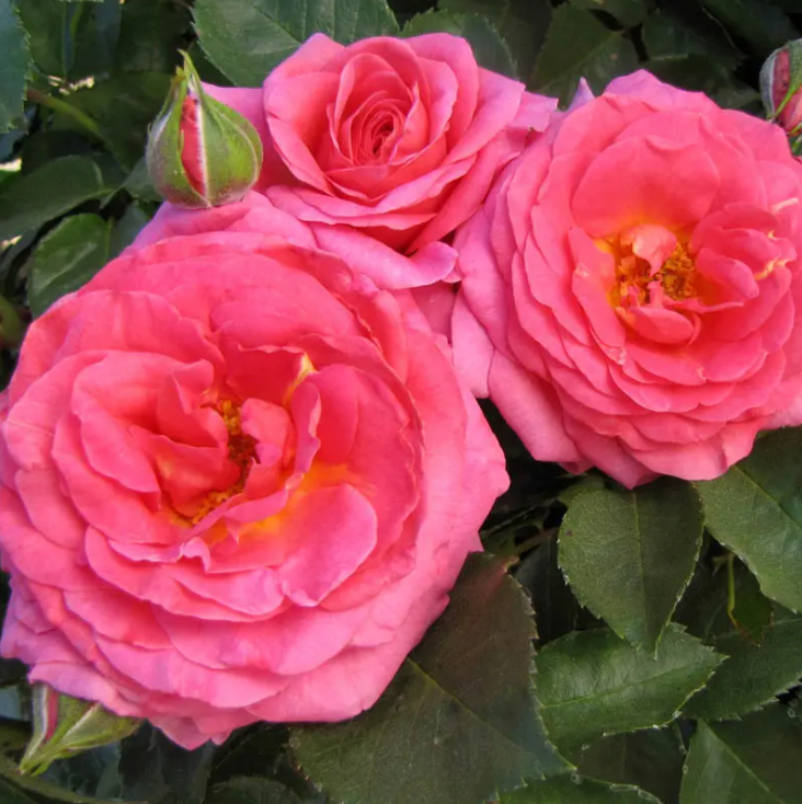 Time After Time Tree Rose