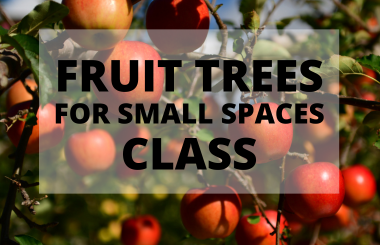 CLASS: Fruit Trees For Small Spaces w/ ED LAIVO!
