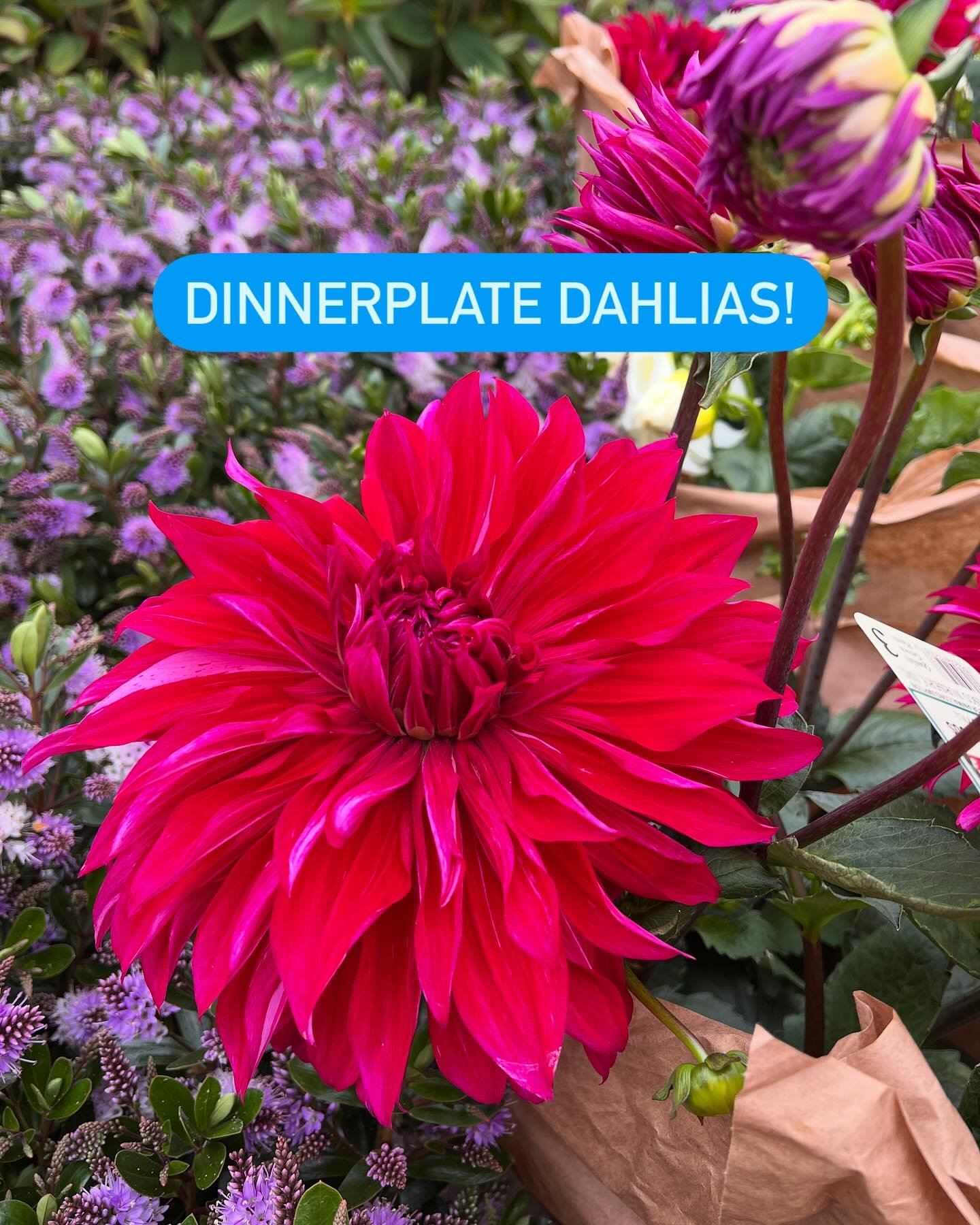 It&rsquo;s only once a year when we get big, blooming dinnerplate Dahlias in stock! If you want to add one of these beauties to your garden, be sure to give us a call and put one on hold or visit us today! We are open until 5 PM.