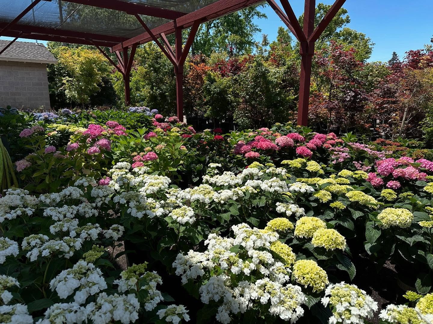 We are rolling in hydrangeas and have lots for you to choose from! 🤩
