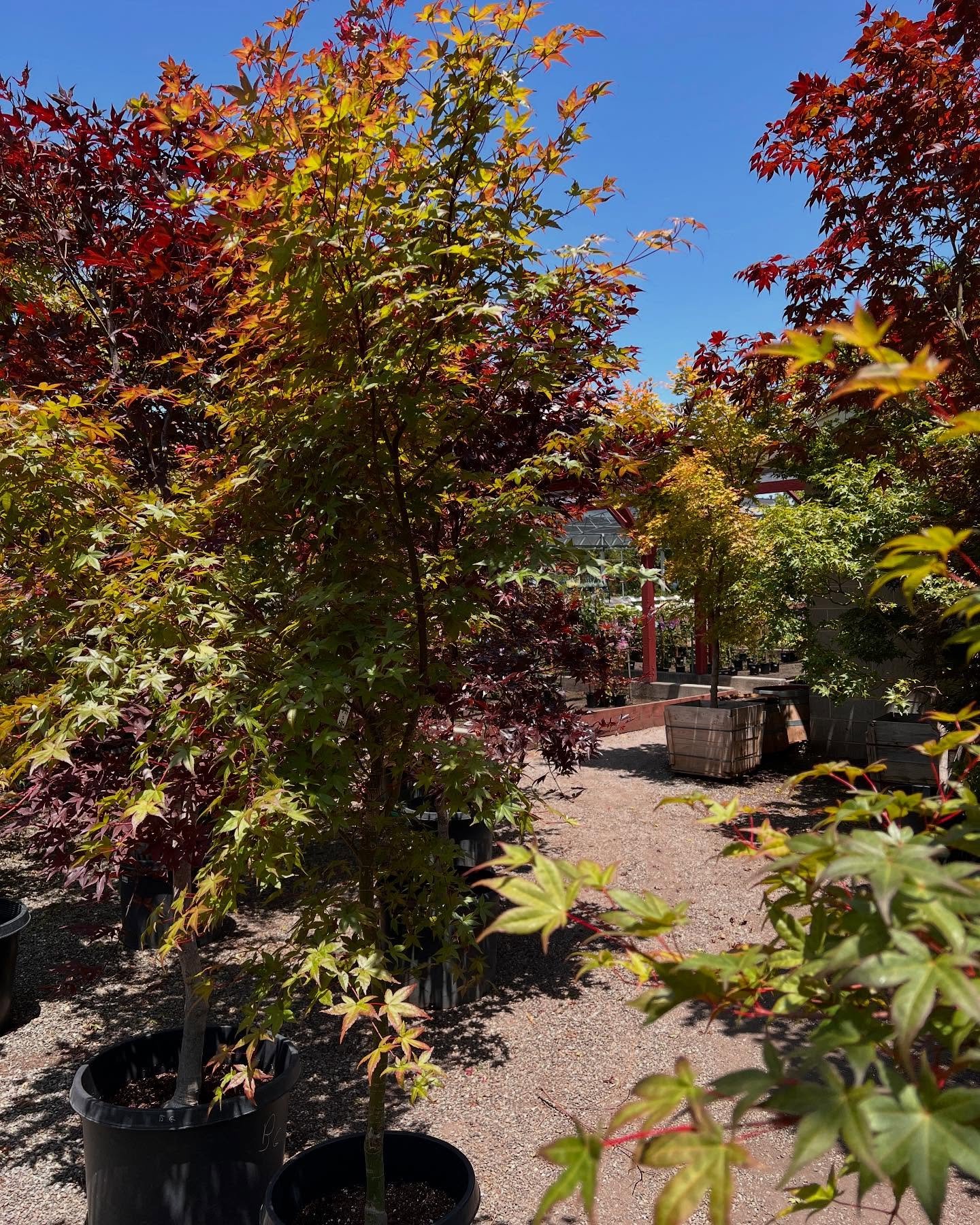 Japanese maples add beauty and grace to a garden. We have a huge selection to choose from right now!